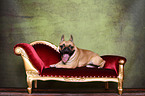 lying French Bulldog