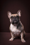 sitting French Bulldog