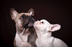 2 French Bulldogs