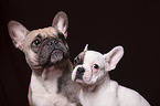 2 French Bulldogs