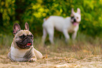 lying French Bulldog