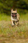 running French Bulldog