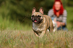 walking French Bulldog