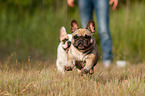 running French Bulldog