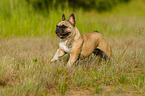 running French Bulldog