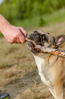 playing French Bulldog