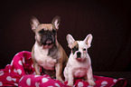 2 French Bulldogs