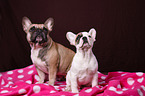 2 French Bulldogs