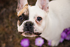 French Bulldog Portrait