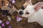 2 French Bulldogs