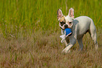 playing French Bulldog