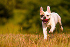 running French Bulldog