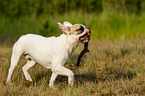 playing French Bulldog