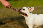 playing French Bulldog