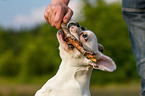 playing French Bulldog