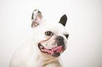 French Bulldog Portrait