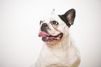 French Bulldog Portrait