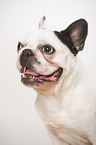 French Bulldog Portrait