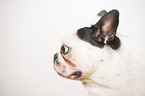 French Bulldog Portrait