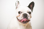 French Bulldog Portrait