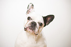 French Bulldog Portrait