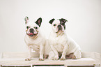 2 French Bulldogs