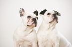 2 French Bulldogs