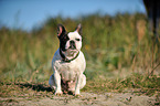 sitting French Bulldog