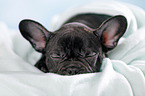 sleeping French Bulldog