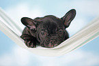 lying French Bulldog