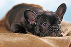 lying French Bulldog