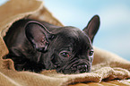 lying French Bulldog