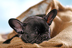 sleeping French Bulldog