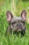 French Bulldog Portrait