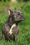 sitting French Bulldog