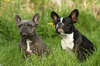 2 French Bulldogs in the meadow