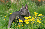 standing French Bulldog