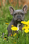 sitting French Bulldog