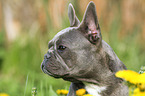 French Bulldog Portrait