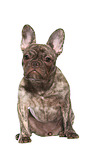 sitting young French Bulldog