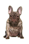 sitting young French Bulldog