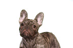 young French Bulldog portrait