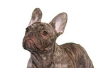 young French Bulldog portrait