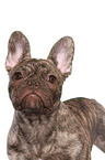 young French Bulldog portrait