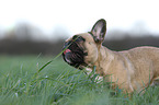 French Bulldog Portrait