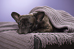 lying French Bulldog