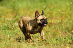 walking French Bulldog