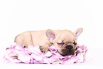 French Bulldog Puppy