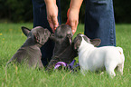 3 French Bulldog Puppies