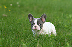 standing French Bulldog Puppy